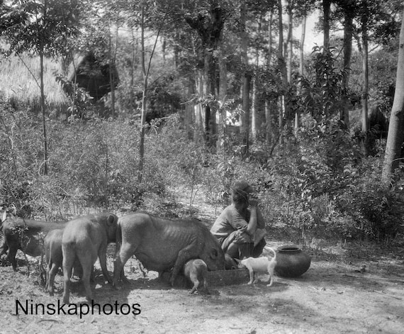 Balige - Woman and Pigs - Rural Life - Sumatra - Indonesia - 1925 - Fine Art Antique Photo Print - Vintage Photo - 3474