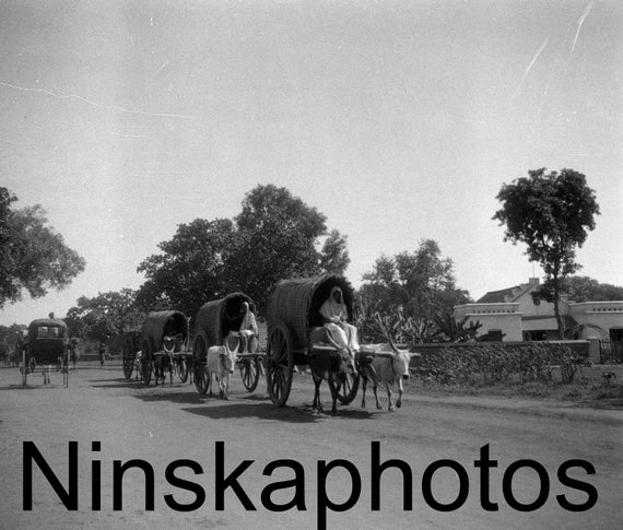 Thanjavur, India, Bullock Carts, Tamil Nadu by J. Dearden Holmes, 1920s antique photo reprint - South India - Tamil History - Vintage Photo