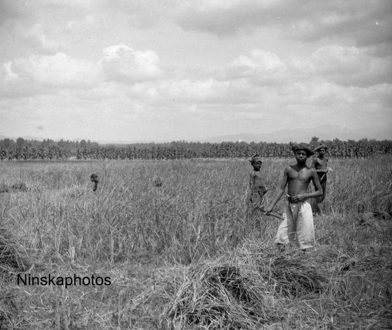 Man in a Rice Field near Yogyakarta - Java, Indonesia - 1925 - Fine Art Antique Photo Print - BNW - Vintage Photo - 3218