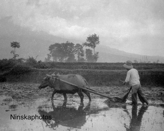 Rice Growing, Ploughing with Buffalo in Mud - Padang Loeur - Sumatra, Indonesia - 1925 - Fine Art Antique Photo Print - Vintage Photo