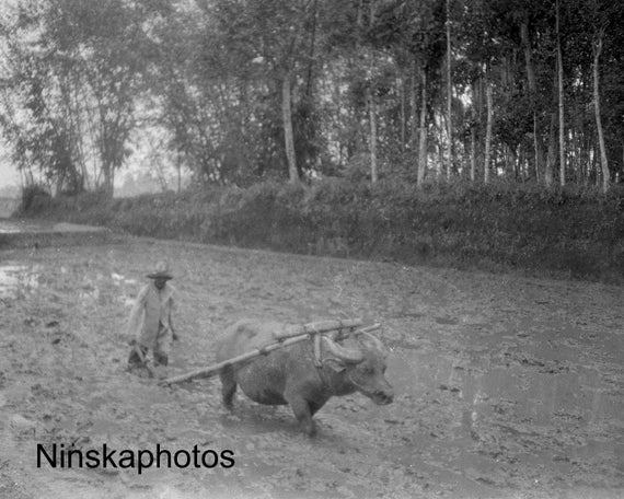 Rice Growing, Ploughing with Buffalo in Mud - Padang Loeur - Sumatra, Indonesia - 1925 - Fine Art Antique Photo Print - Vintage Photo