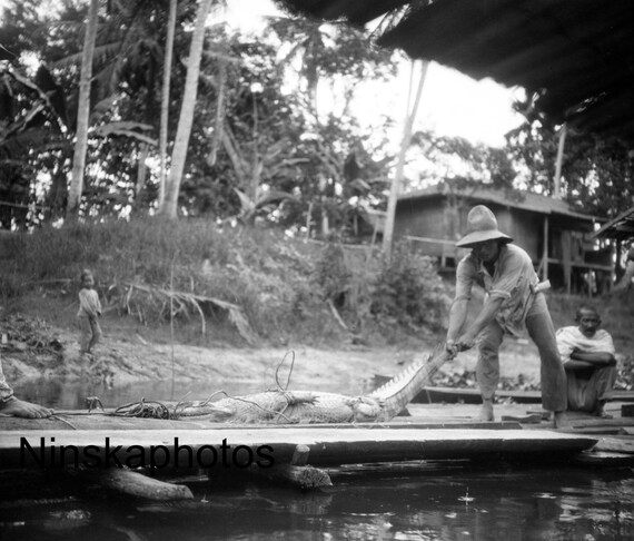 Live Crocodile being dragged onto quay, Kalimantan, Borneo - Indonesia - 1925 - Fine Art Antique Photo Print - BNW - Vintage Photo - 2968