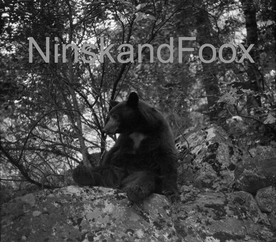 Sitting Bear, Yosemite Valley, California, United States, 1920s antique photo reprint