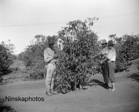 Coffee Fazenda - Men picking Coffee - Campinas, Brazil 1927 - Fine Art Antique Photo Print - Vintage Photo - 8716