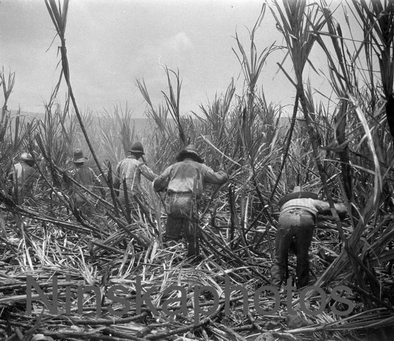 Sugar Cane Plantation near Honolulu, Hawaii, United States, 1920s antique photo reprint - Cutting Sugar - Farming - Agriculture