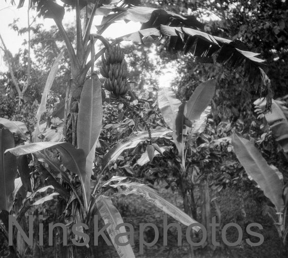 1920s Costa Rica, Banana Plant by J. Dearden Holmes, 1920s antique photo reprint, Vintage Photography, Botanical, Fruit, Nature