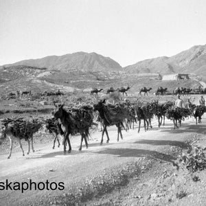 Mules and Camels along the Khyber Pass - India - Pakistan - Vintage Photo Reproduction by James Dearden Holmes