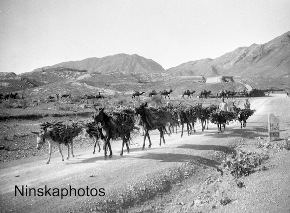 Mules and Camels along the Khyber Pass - India - Pakistan - Vintage Photo Reproduction by James Dearden Holmes