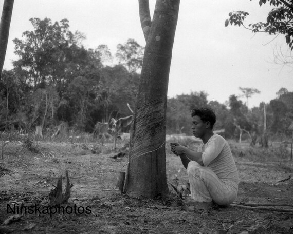 Tapping Milk from Rubber Tree Mengkatip, Kalimantan, Borneo, Indonesia - 1925 - Fine Art Antique Photo Print - Vintage Photo - 2979