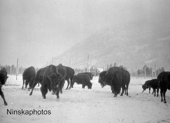 American Bison at Banff National Park, Canada 1926 Animal - Wildlife Photography - Fine Art Antique Photo Print - Vintage Photo - 6428