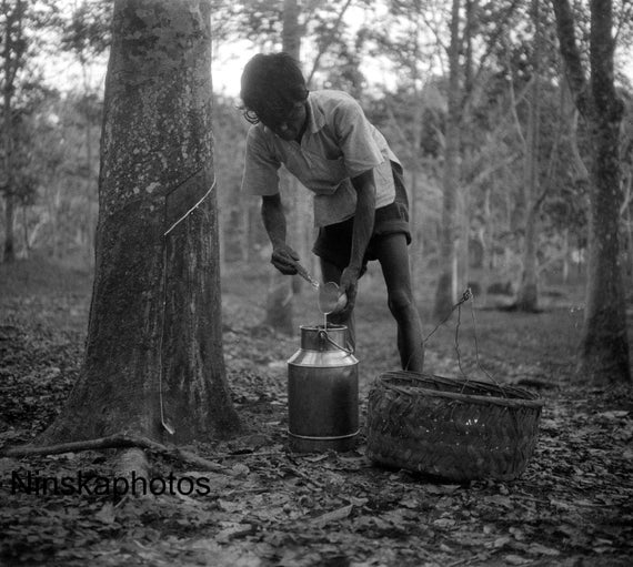 1920s Sumatra Rubber Plantation - Man emptying tin cup of latex - Indonesia Antique Photo Reproduction - Vintage Photography