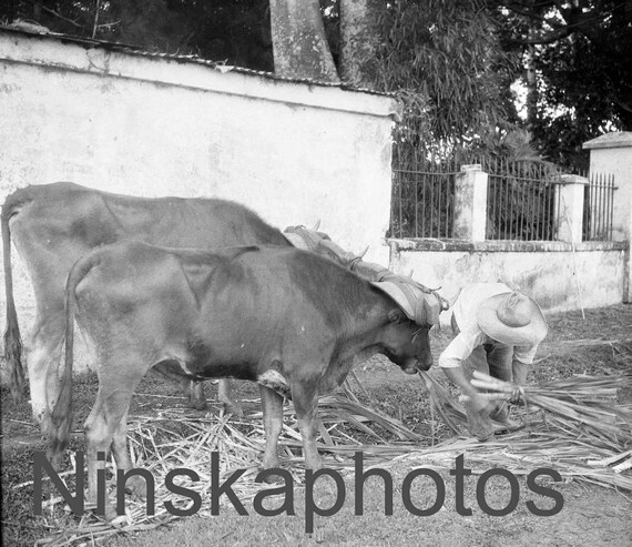 Feeding Bullocks on a Coffee Plantation in San Jose, Costa Rica by J. Dearden Holmes, 1920s antique photo reprint