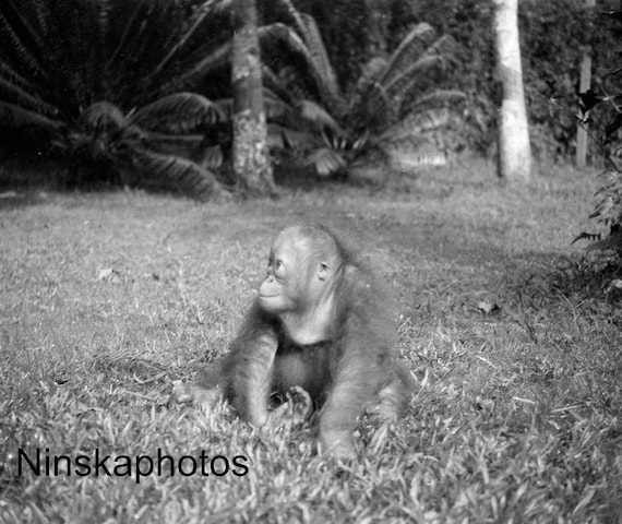 Bill the Orangutan in Sarawak, Borneo, Malaysia by J. Dearden Holmes, 1920s antique photo reprint, Animal, Primate, Wildlife