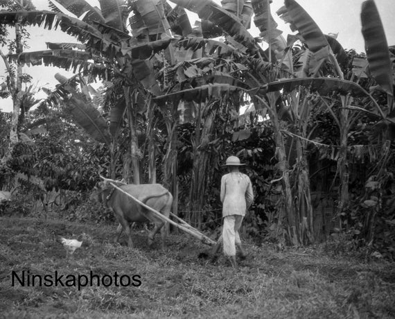 Village of Lawang - Man Ploughing Field - Rural Sumatra - Indonesia - 1925 - Fine Art Antique Photo Print - Vintage Photo - 3377