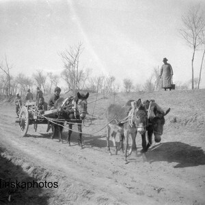 1920 年代の明の墓 - ロバと荷車 - 中国のアンティーク写真の複製 - ビンテージ写真 - 白黒