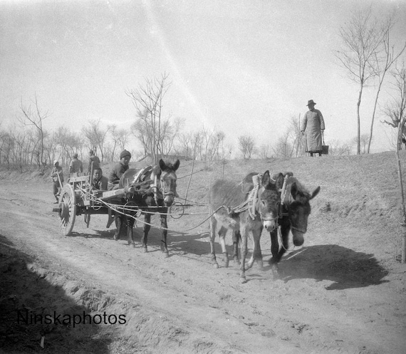 1920s Ming Tombs - Donkeys and Carts - China Antique Photo Reproduction - Vintage Photography - Black and White