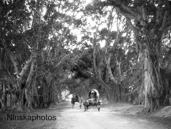 The Mysore Road from Ootacamund, India - Vintage Photo Reproduction by James Dearden Holmes - Historical Photo - Ooty - Udhagamandalam