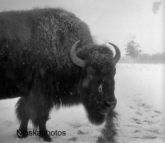Buster the Bison at Banff National Park, Canada 1926 Wildlife Photography - Fine Art Antique Photo Print - Vintage Photo - 6439