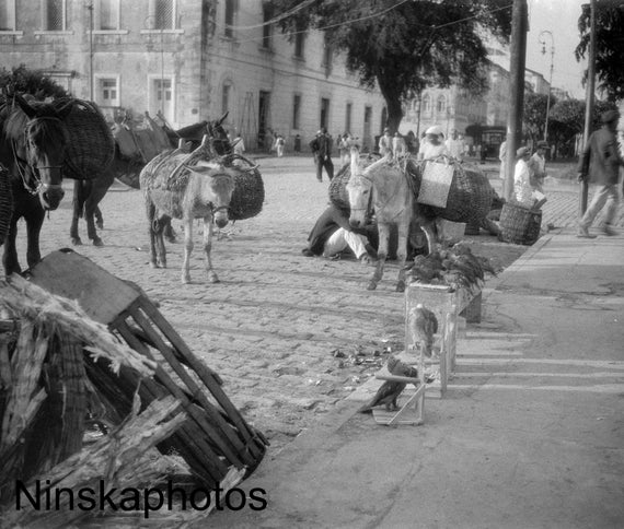 Rio Vermelha, Parrots and Donkeys on Docks, Brazil 1927 - Fine Art Antique Photo Print - Vintage Photo - 8847