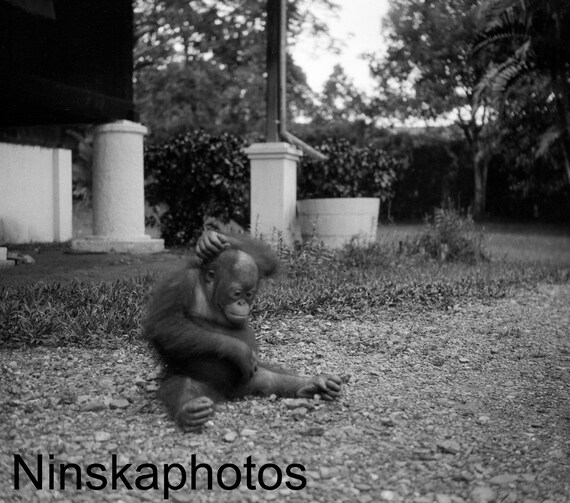 Bill the Orangutan in Sarawak, Borneo, Malaysia by J. Dearden Holmes, 1920s antique photo reprint, Animal, Primate, Wildlife