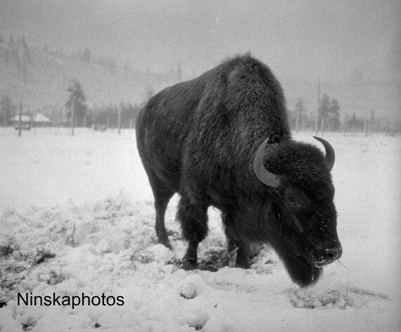 American Bison at Banff National Park, Canada 1926 Animal - Wildlife Photography - Fine Art Antique Photo Print - Vintage Photo - 6438