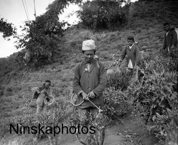 Darjeeling Tea Factory in Nagri, India 1925 - Spraying Tea Plants - Women and Children by J. Dearden Holmes, 1920s antique photo reprint