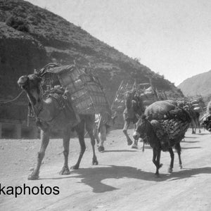 Camels and Donkeys along the Khyber Pass near Landi Kotal - India - Pakistan - Vintage Photo Reproduction by James Dearden Holmes