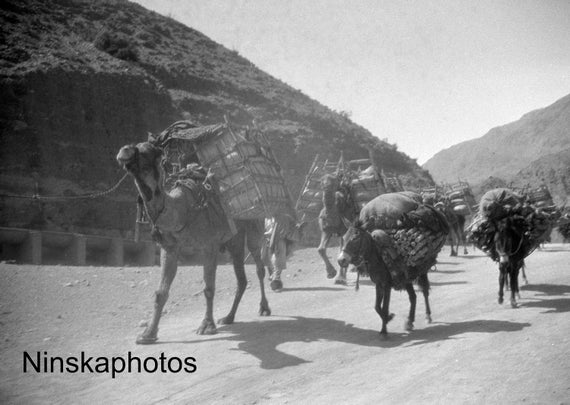 Camels and Donkeys along the Khyber Pass near Landi Kotal - India - Pakistan - Vintage Photo Reproduction by James Dearden Holmes