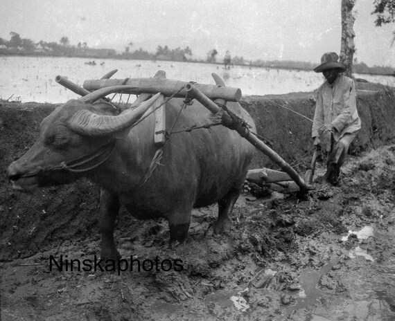 Ploughing with Buffalo in a muddy field - Rice Growing - Sumatra, Indonesia - 1925 - Fine Art Antique Photo Print - Vintage Photo - 3356