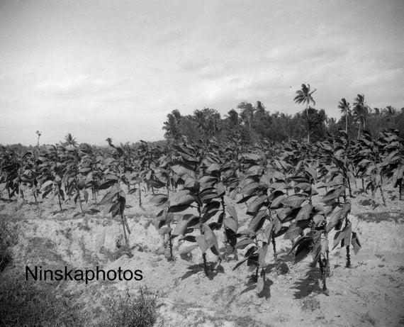 Tobacco Plants - Plantation near Yogyakarta - Java, Indonesia - 1925 - Fine Art Antique Photo Print - BNW - Vintage Photo - 3222