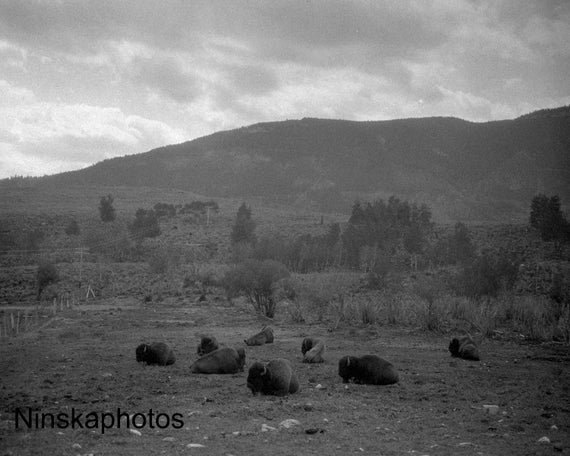 Bison at Yellowstone National Park, Wyoming - United States 1926 - Fine Art Antique Photo Print - Vintage Photo - 6212