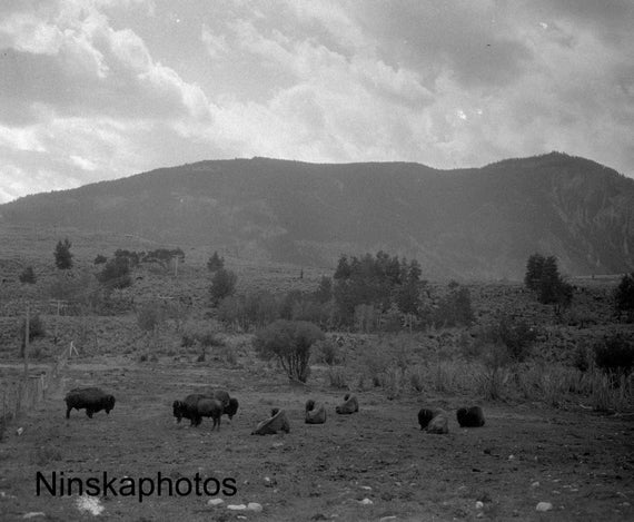 Bison at Yellowstone National Park, Wyoming - United States 1926 - Fine Art Antique Photo Print - Vintage Photo - 6211