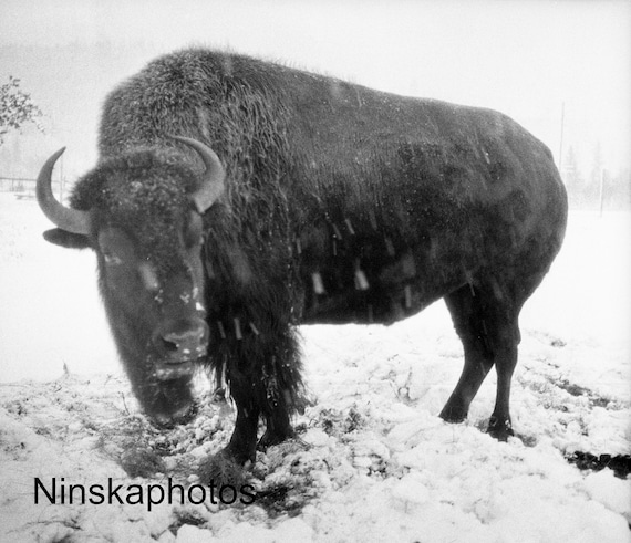 Buster the Bison at Banff National Park, Canada 1926 Wildlife Photography - Fine Art Antique Photo Print - Vintage Photo - 6434