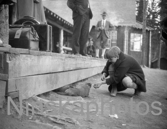 Feeding a Marmot at Yellowstone Park, Wyoming, United States, 1920s antique photo reprint, animal photo, wall art, wall decor
