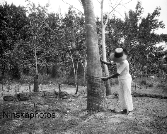 Tapping Milk from Rubber Tree Mengkatip, Kalimantan, Borneo, Indonesia - 1925 - Fine Art Antique Photo Print - Vintage Photo - 2978