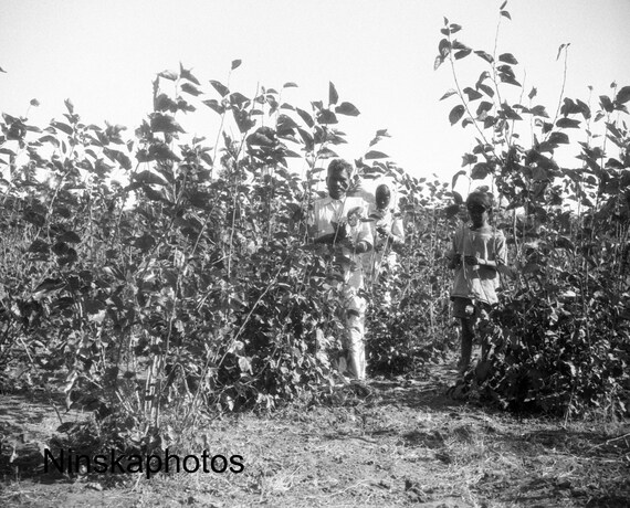 Silk Farm in Bangalore - Mulberry Bushes - India - Vintage Photo Reproduction by James Dearden Holmes - Historical Photo
