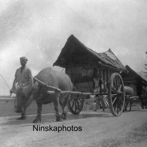 バリゲの牛車 - インドネシア、スマトラ島 - 1925 - 美術アンティーク写真プリント - ヴィンテージ写真