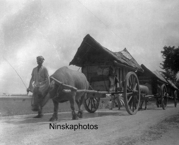 Bullock Carts in Balige - Sumatra, Indonesia - 1925 - Fine Art Antique Photo Print - Vintage Photo