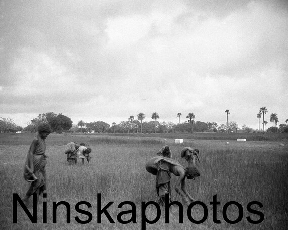 1920s Madras, India, Working in a Paddy Field, Farm Workers, Rice Farming, Southern India by J. Dearden Holmes, 1920s antique photo reprint