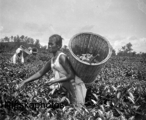 Tea Picking in Rural Sumatra - Indonesia - 1925 - Fine Art Antique Photo Print - Vintage Photo - 3640