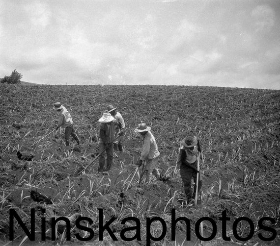 1920s Hawaii, Workers on a Sugar Cane Plantation near Hilo, Hawaii, United States, 1920s antique photo reprint - Cutting Sugar - Agriculture