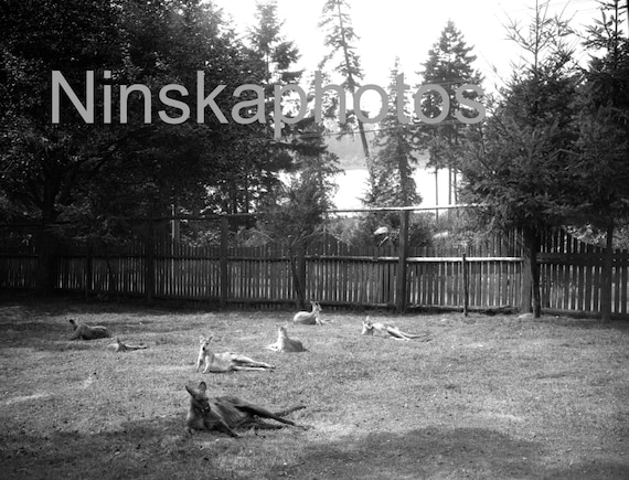 Kangaroos at the Zoo in Stanley Park, Vancouver, Canada, 1920s antique photo reprint, vintage photography, animal photo
