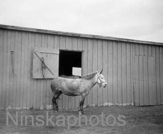 1920s Rodeo, Colorado Springs, Colorado, United States, 1920s antique photo reprint, horses, Cowboy