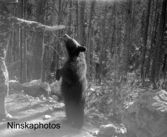 Bear at Yellowstone National Park, Wyoming - United States 1926 - Fine Art Antique Photo Print - Vintage Photo - 6167