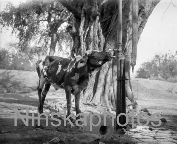 Cow drinking from the tap, Delhi, India, by J. Dearden Holmes, 1920s antique photo reprint, vintage photo, Animal photo, animal art