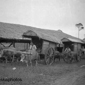 Bullock Carts op tabaksplantage in de buurt van Medan, Sumatra Indonesië - 1925 - Fine Art Antieke Foto Print - Vintage Foto - 3654