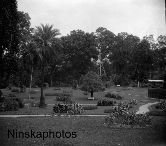 1920s Kandy, Ceylon, Sri Lanka, Peradeniya Royal Botanical Gardens by J. Dearden Holmes, 1920s antique photo reprint, Vintage Photography