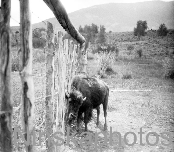 A Baby Bison in Yellowstone Park, Wyoming, United States, 1920s antique photo reprint, animal photo
