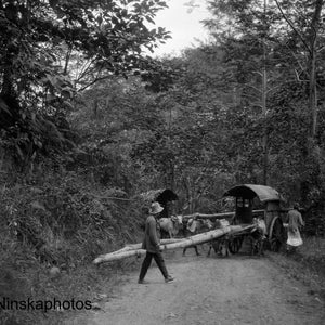 Bamboo Trees on Bullock Carts on Tobacco Plantation nr Medan, Sumatra Indonesia - 1925 - Fine Art Antique Photo Print - Vintage Photo - 3645