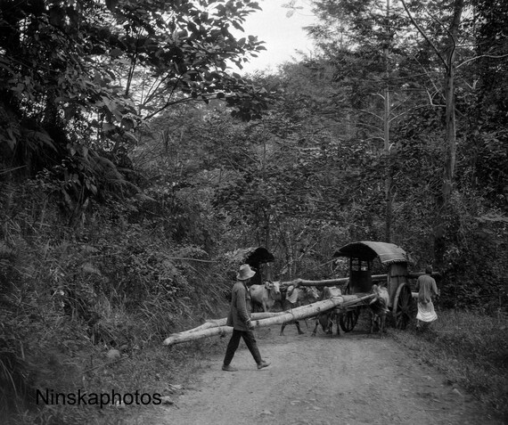 Bamboo Trees on Bullock Carts on Tobacco Plantation nr Medan, Sumatra Indonesia - 1925 - Fine Art Antique Photo Print - Vintage Photo - 3645